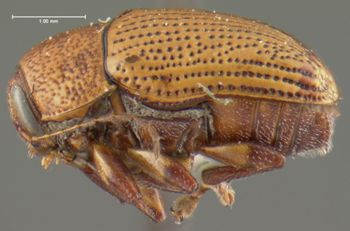Media type: image;   Entomology 24999 Aspect: habitus lateral view